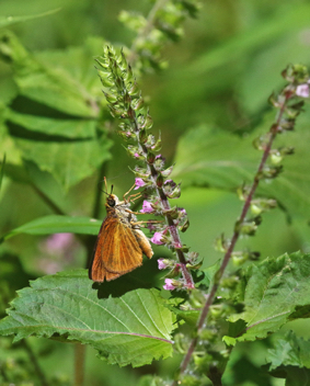 Dukes' Skipper